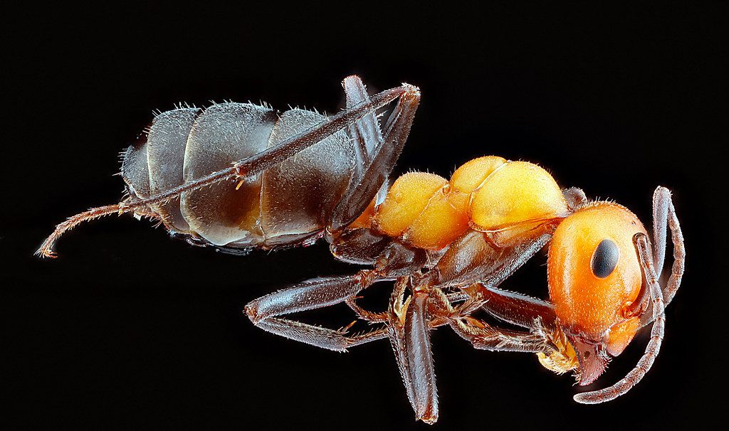 Ant Control service in Muncie, IN