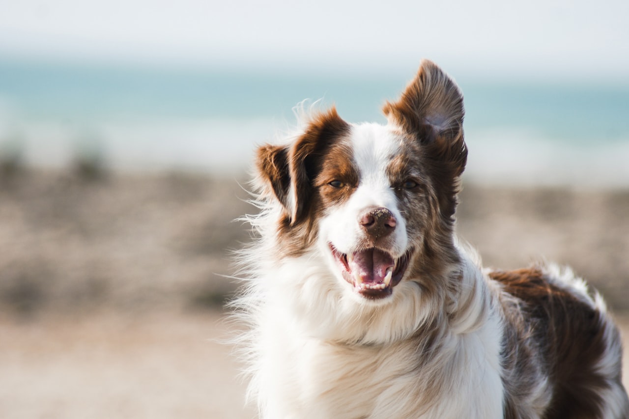 Flea & Tick Control service in Muncie, IN